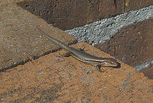 Pale Flecked Garden Sunskink.jpg