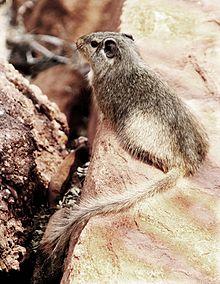 Petromus typicus.jpg