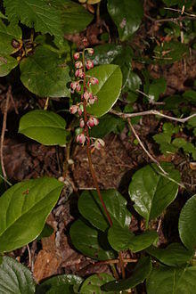 Pyrola asarifolia 0488.JPG