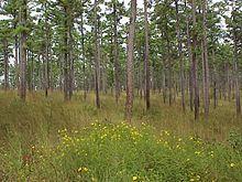 Shortleaf pine.jpg