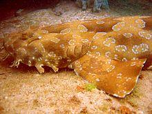 Spotted wobbegong.jpg