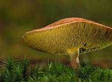 Suillus bovinus 2011 10 07.jpg