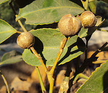 Turpinia malabarica 13.JPG