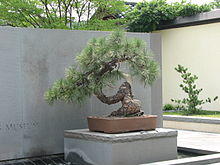 Western Yellow Pine, 1966-2007.jpg
