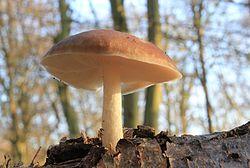 Pluteus cervinus, Deer Shield, UK.jpg