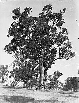 Glenelg River View(GN08541).jpg