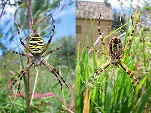 Argiope bruennichi up and down.jpg