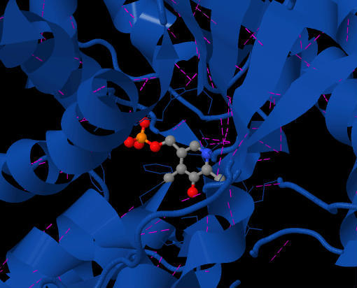 PLPmoleculeSDH.jpg