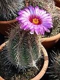 Thelocactus bicolor (Echinocactus) (3425116340).jpg