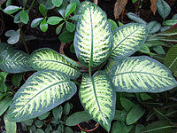 Dieffenbachia bauseii a1.jpg
