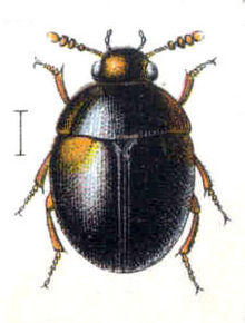 Anisotoma humeralis.jpg