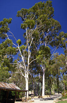Corymbia citriodora.jpg