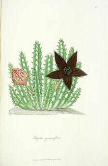 Francis Masson09.jpg