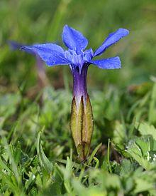 Gentiana verna (1).JPG