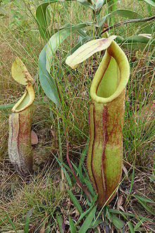 N. smilesii pitchers.jpg