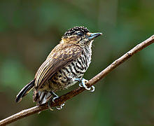 PICA-PAU-ANÃO-DE-COLEIRA (Picumnus cirratus ).jpg