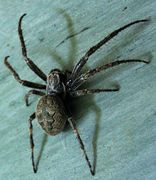 Spaltenkreuzspinne Nuctenea umbricata 1.jpg