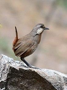 Turca, Alto del Naranjo 01nov14 .jpg