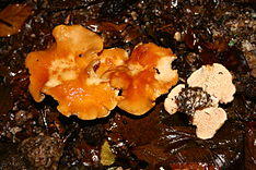 Hydnum rufescens 20070927w.JPG
