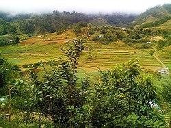 Kabayan Rice Terraces.jpg