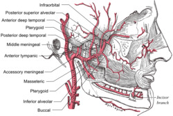 Maxillary artery branches.png