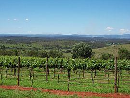 Kingaroyvineyard.JPG