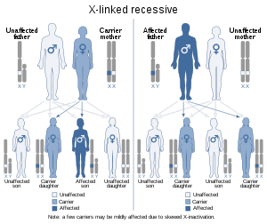 X-linked recessive (2).svg