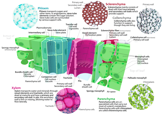 Cross section of a leaf showing various plant cell types