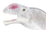 Abrosaurus head.jpg