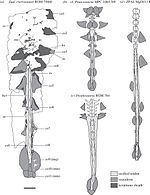 Ankylosaurine tails.jpg