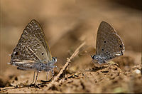 Pointed Cileate Blue and Brigh Babul Blue-Savan Durga .jpg