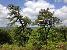 2013-05-12 11 23 41 Pitch Pine trees and view west from the Hoeferlin Trail in Ramapo Mountain State Forest in New Jersey.jpg