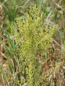 Artemisia annua.jpeg