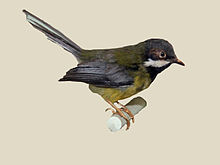 Black-throated Apalis RWD.jpg