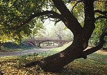An ornamental bridge with a large crooked-trunked tree in the foreground