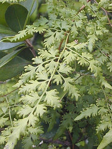 Climbing fern.jpg