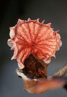 Crinipellis perniciosa mushroom.jpg