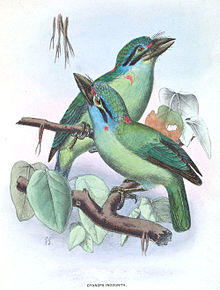 CyanopsIncognita.jpg