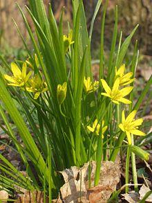 Gagea whole plant.jpg