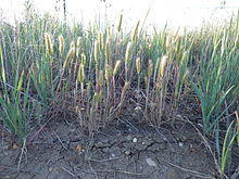 Hordeum pusillum (7495179082).jpg