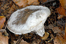 Hypomyces chrysospermus 2 - Lindsey.jpg