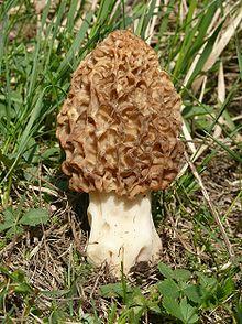 Morchella esculenta 270408.jpg