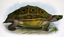 Morenia ocellata.jpg