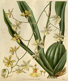 Oncidium altissimum (Jacq.) Sw. - Curtis v. 57 (1830) pl. 2990.jpg