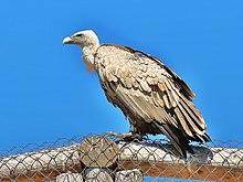 PikiWiki Israel 38863 Wildlife and Plants of Israel.JPG