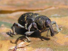 Hylobius abietis 3 bialowieza forest beentree.jpg