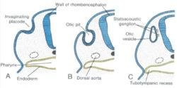 Formation of the Otic Vesicle.png