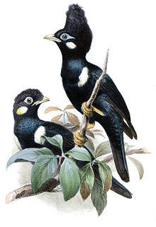BasilornisIbis.jpg