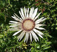 Carlina acaulis 160907.jpg