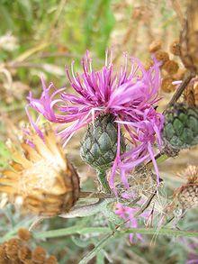 Centaurea sadleriana1.JPG